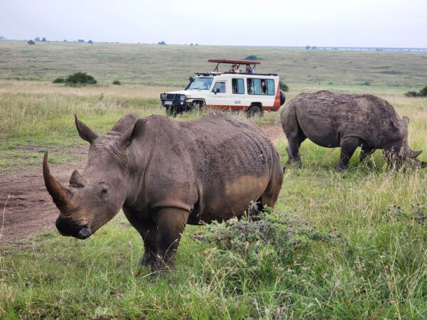 Two rhinos grazing Masai Mara vegetation in front of safari vehicle