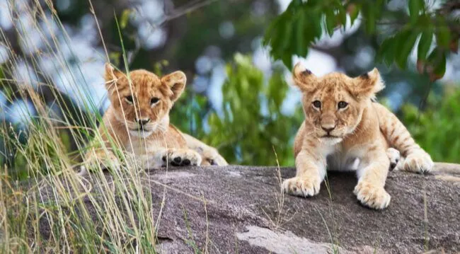 Two cute young cubs looking at camera from rock