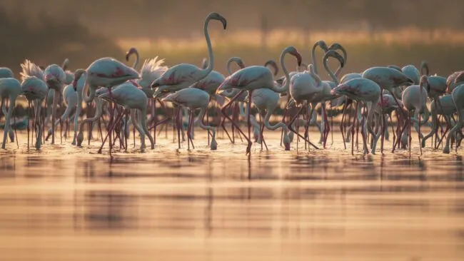 the white flamingos on a shallow lake
