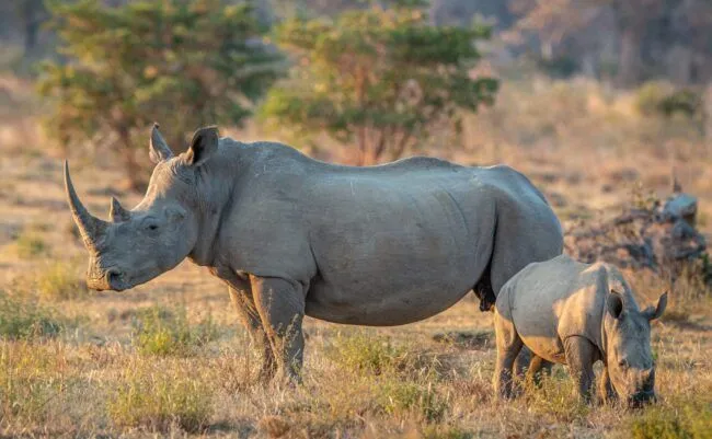 White rhino and baby calf standing in the grass, South Africa