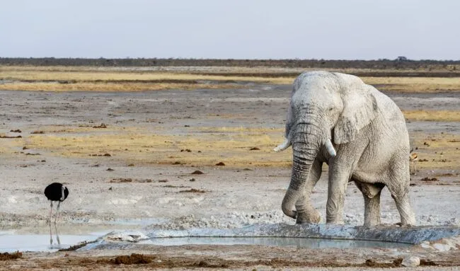Single elephant covered in grey mud drinks at a waterhole in Etosha