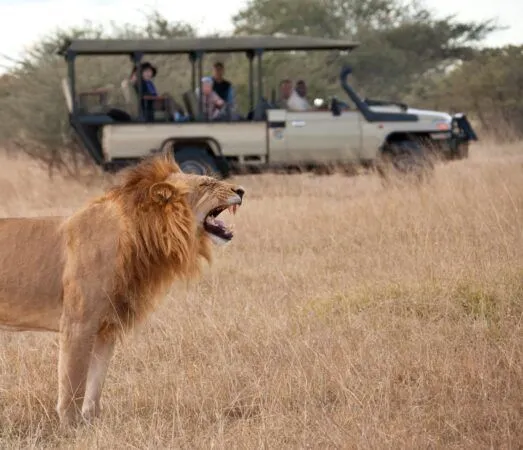 Tourists on Safari looking at a mature male lion in the Savuti Region of Botswana.