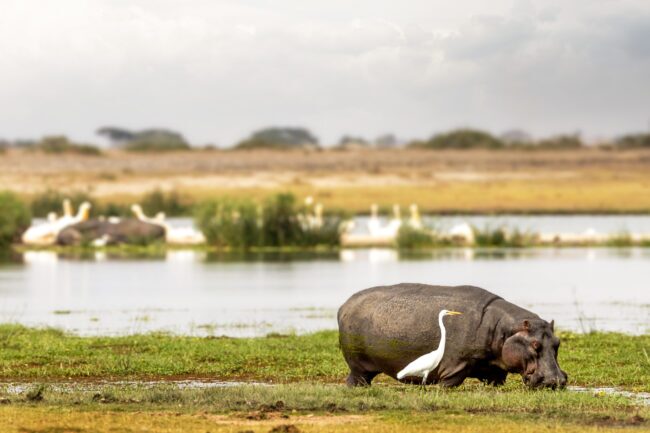 Large hippopotamus grazing on grass in the marshlands with a bird standing next to it