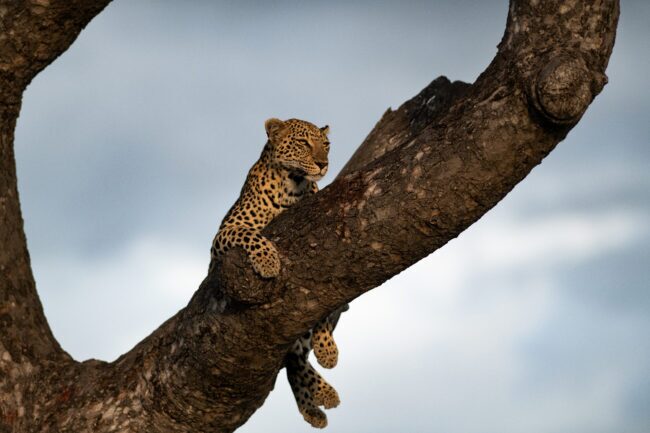 A leopard lying down in the fork of a tree and gazes out in to the distance.