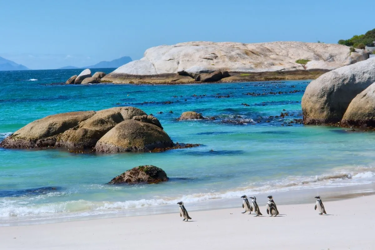 penguins having a walk on the beach