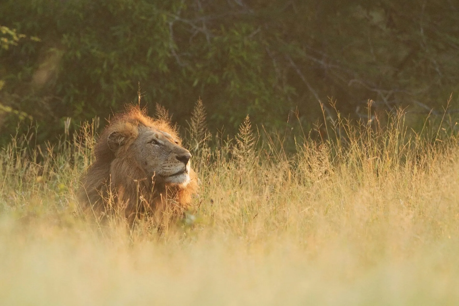 a lion looking up into the sky while lying on the grass during sunset