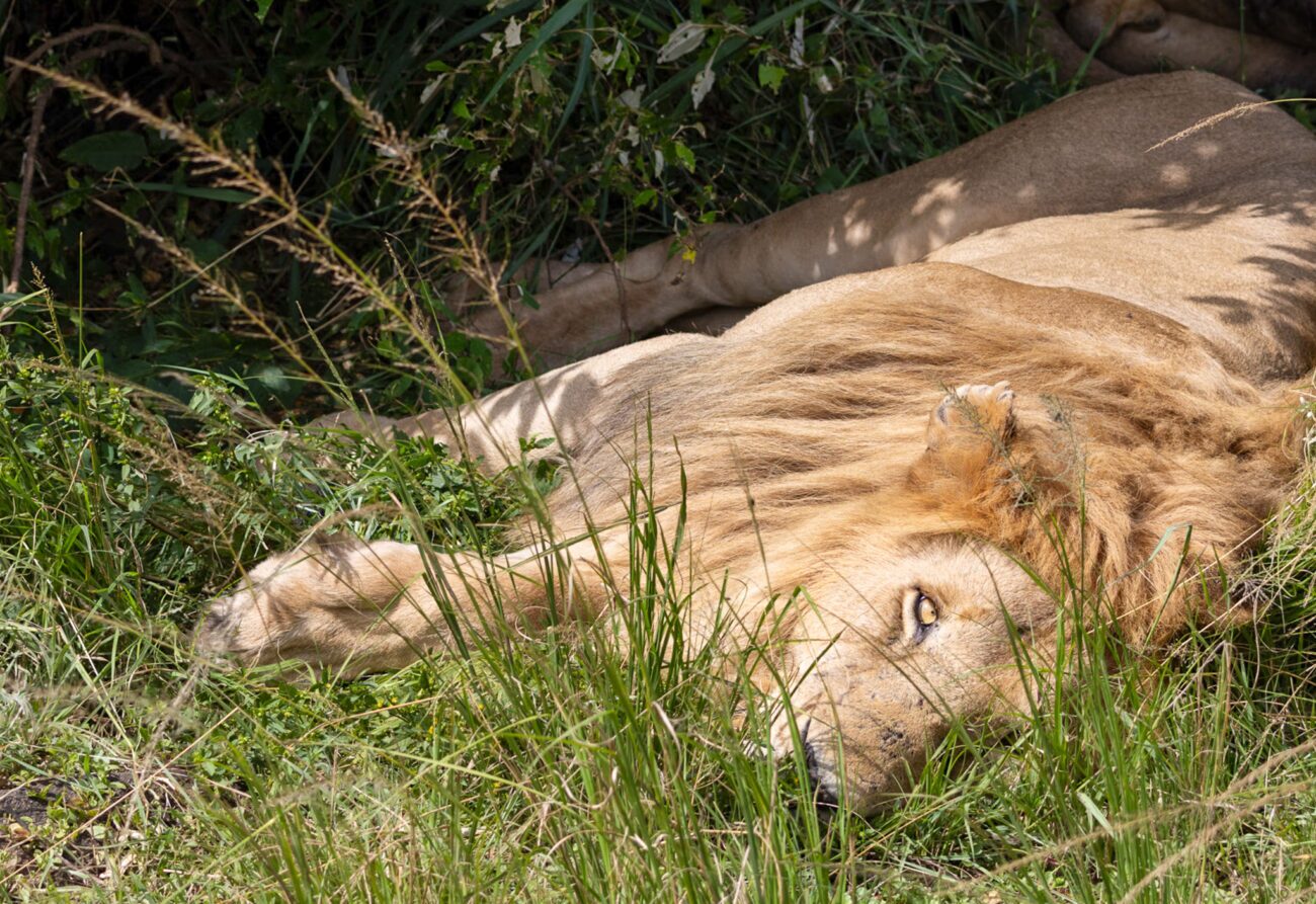 a lion lying down on the grass in the sun