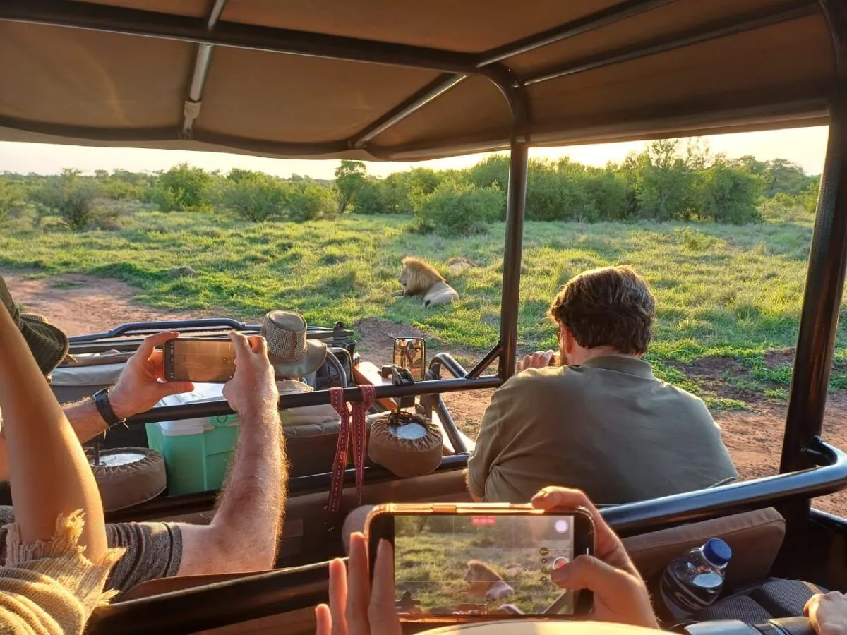 people on a safari vehicle taking pictures of a lion lying in the grass