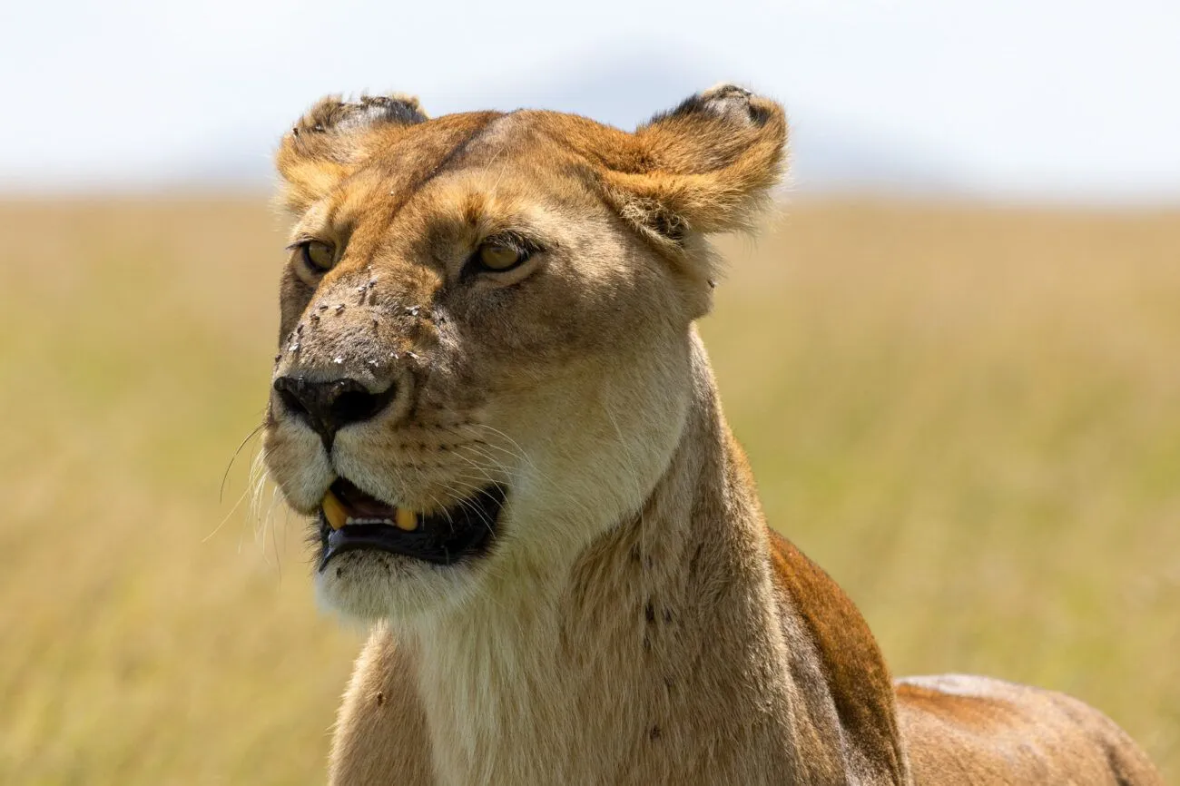 close up of a lionesses head with flies sitting on its nose