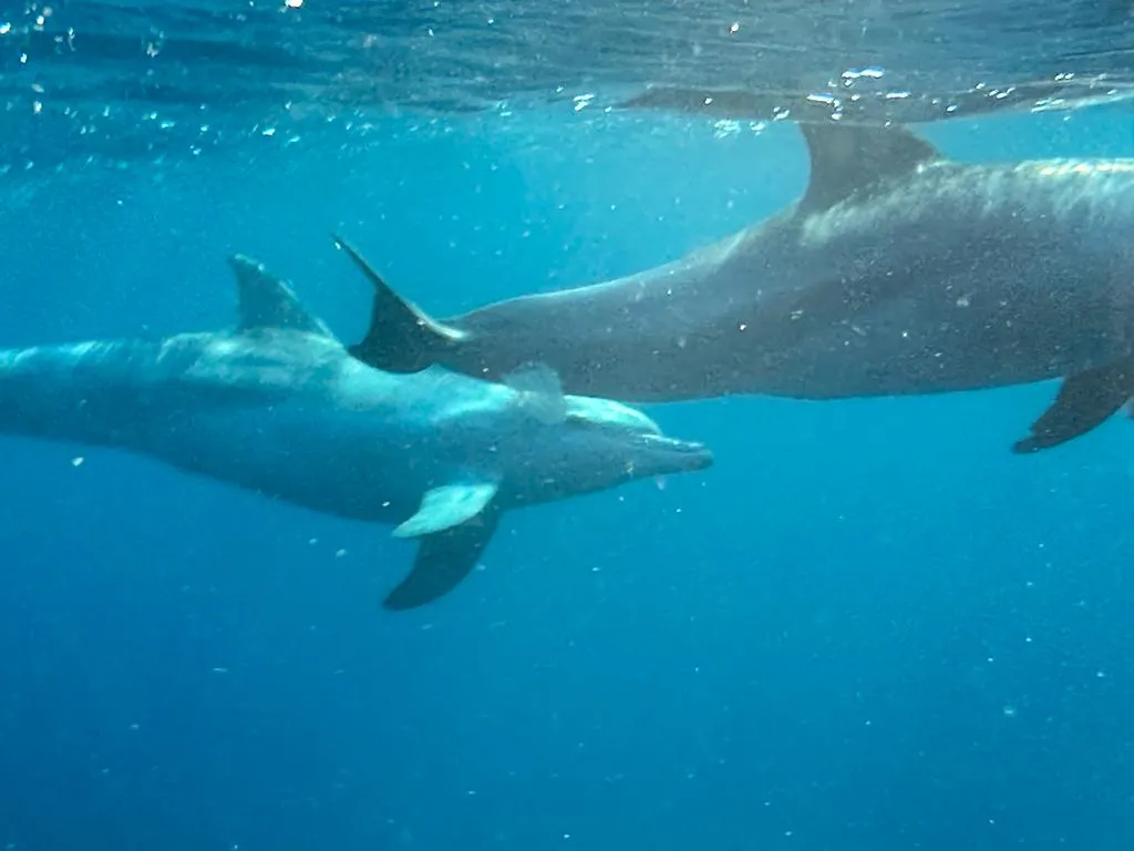 two dolpins swimming underwater