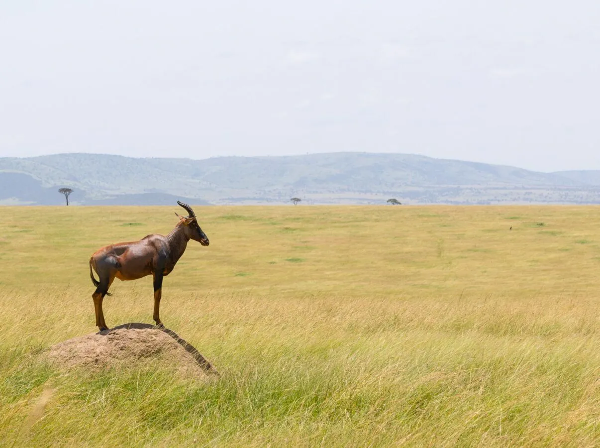 a topi looking out at the majestic plains