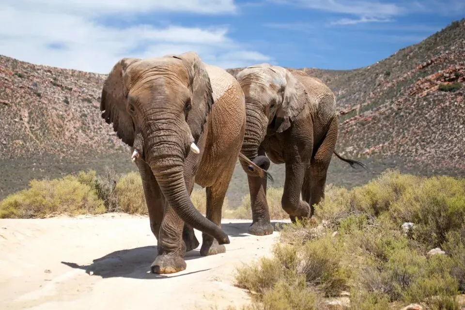 close up of elephants walking on a dirt road with mountains in the background