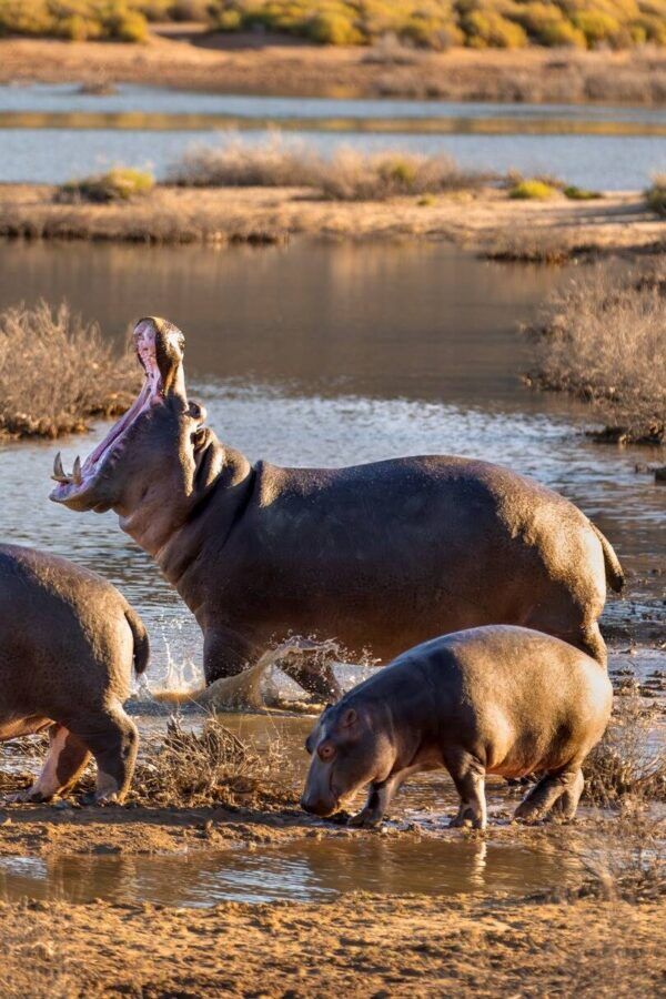 side image of a hippo having a huge yawn