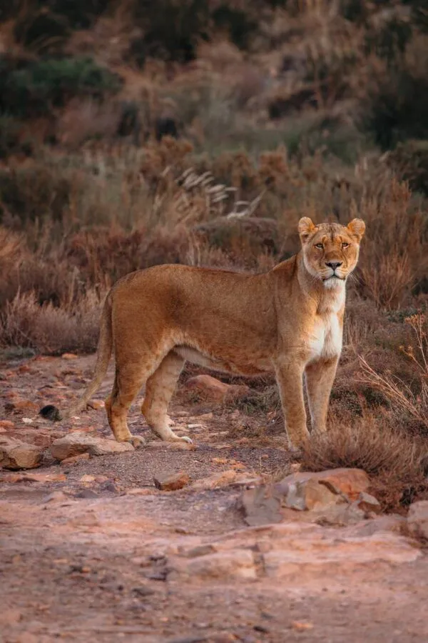 a lioness looking towards the camera man