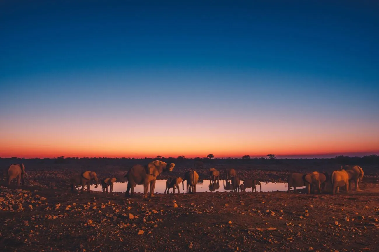 elephants at a drinking hole at sunset