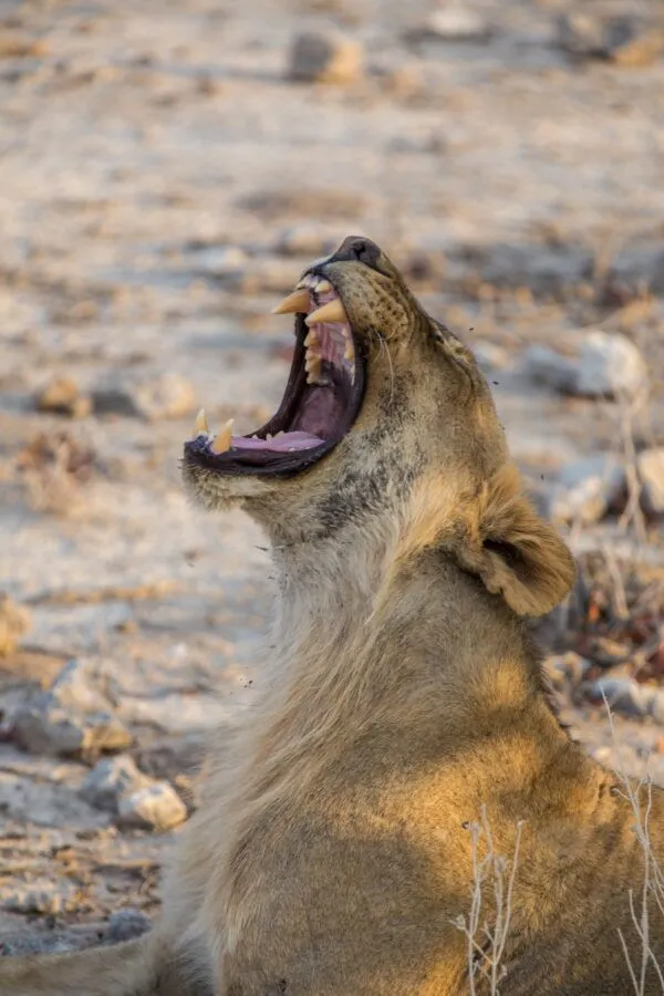 close up of a lioness yawning