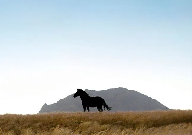 horse standing in a field with a mountain in the background