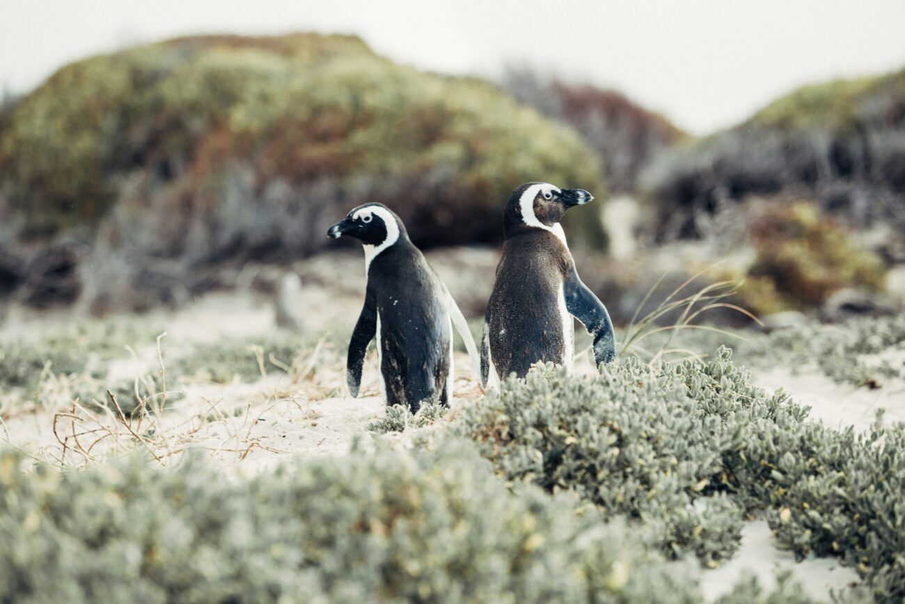 penguins looking away from each other