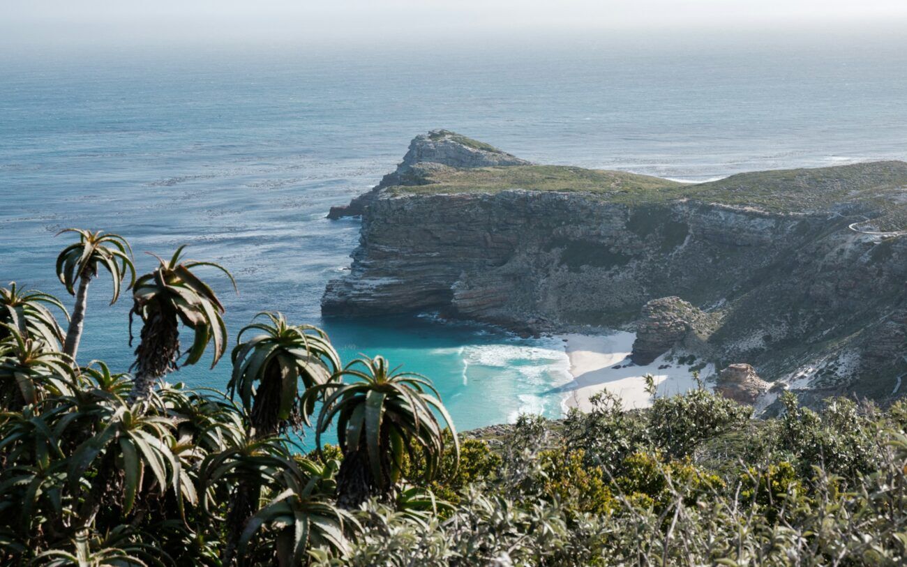 close up of aloes with the sea and cove in background in cape point national park