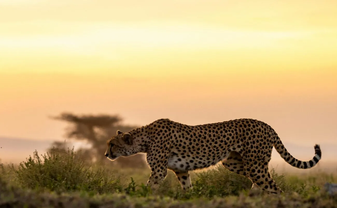 cheetah getting ready to pounce at sunset