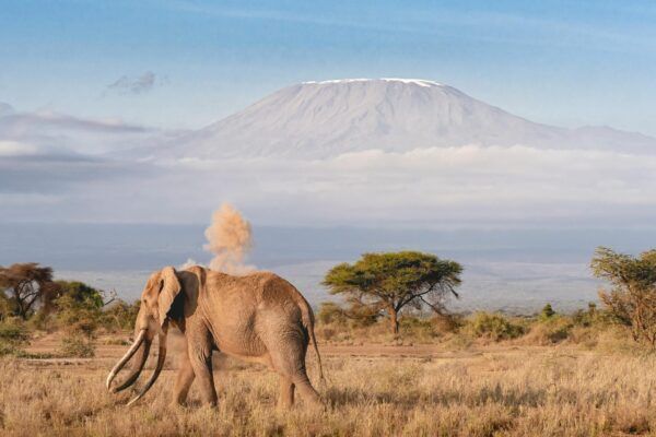 Ngorongoro crater with elephant walking in the field