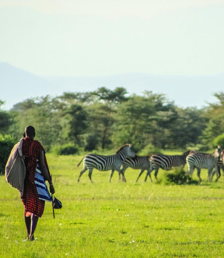 masai warrior walking in field with zebras