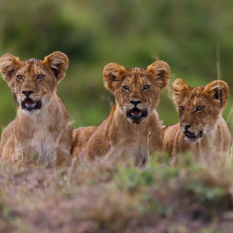 Close up of three lion cubs lying on the grass.