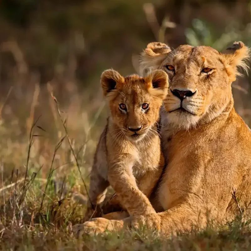 lioness-lying-with-baby-cub