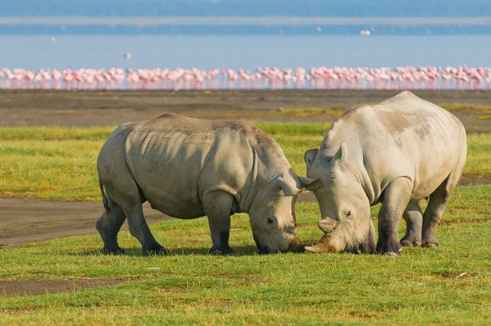 Two rhinos grazing in front of flamingo flock