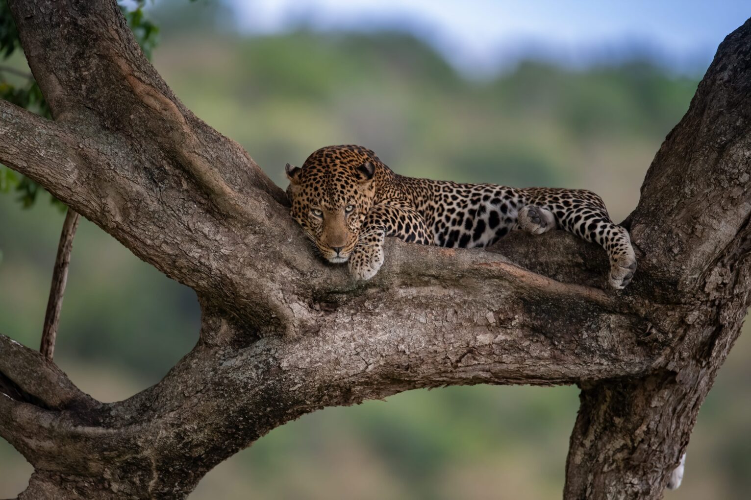 a leopard glaring at the camera man while lying in a tree