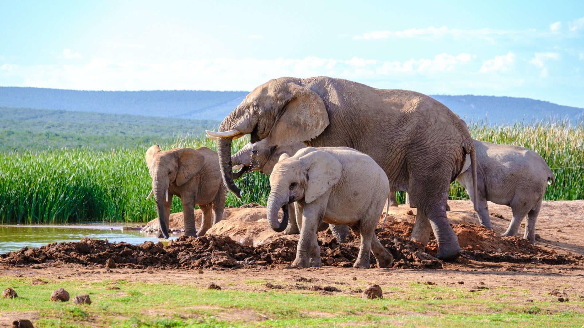 a large group of African Elephants drinking water at a water pond