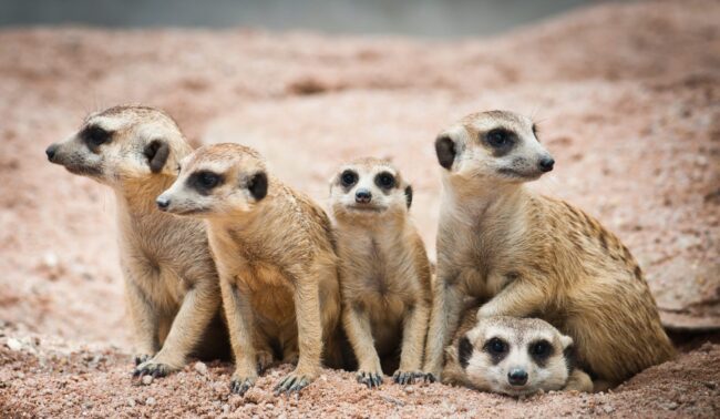 Mob of meerkats at den