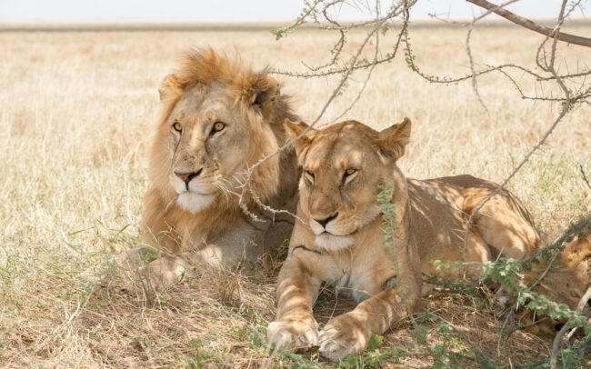 African lions male & female lying in the shade of a tree