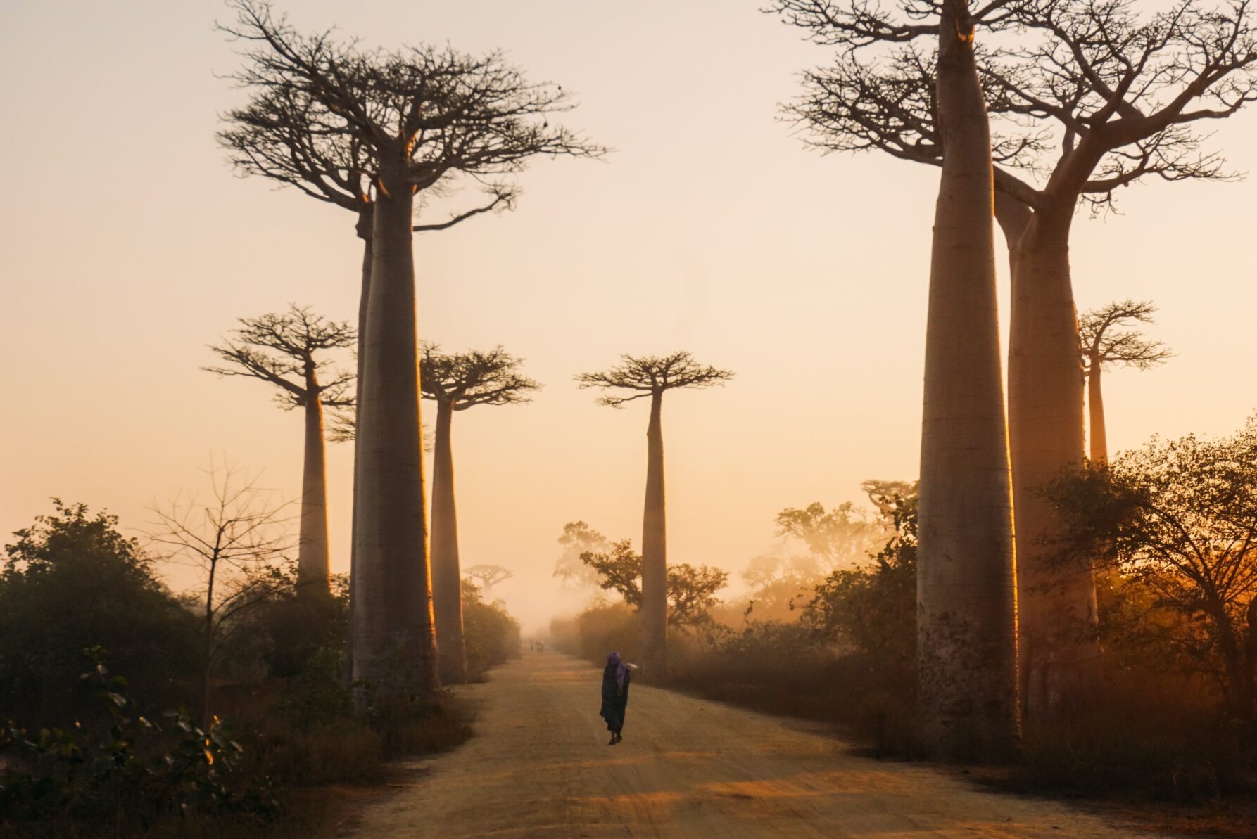 Person walking along Avenue of Baobabs in madagascar