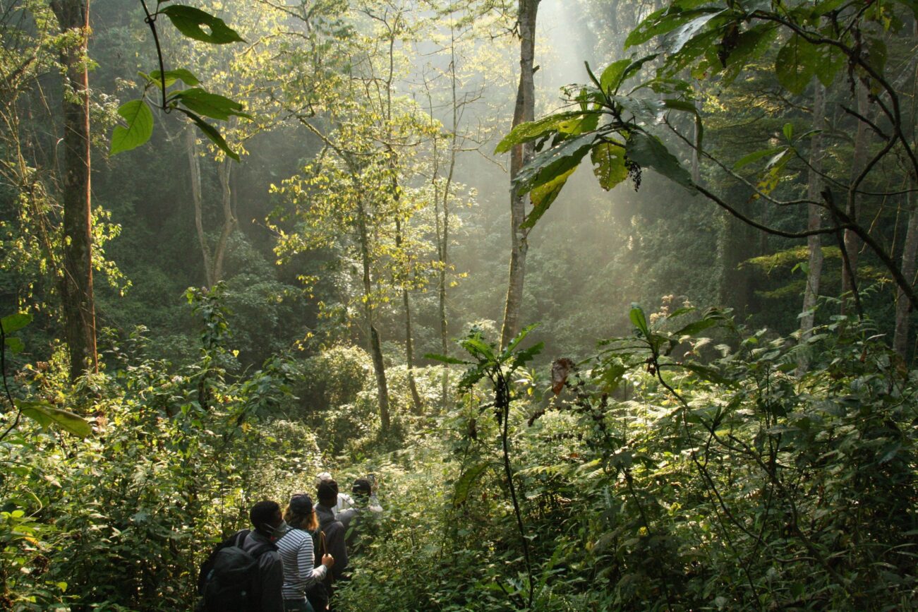 Trekking through Bwindi National Park forest