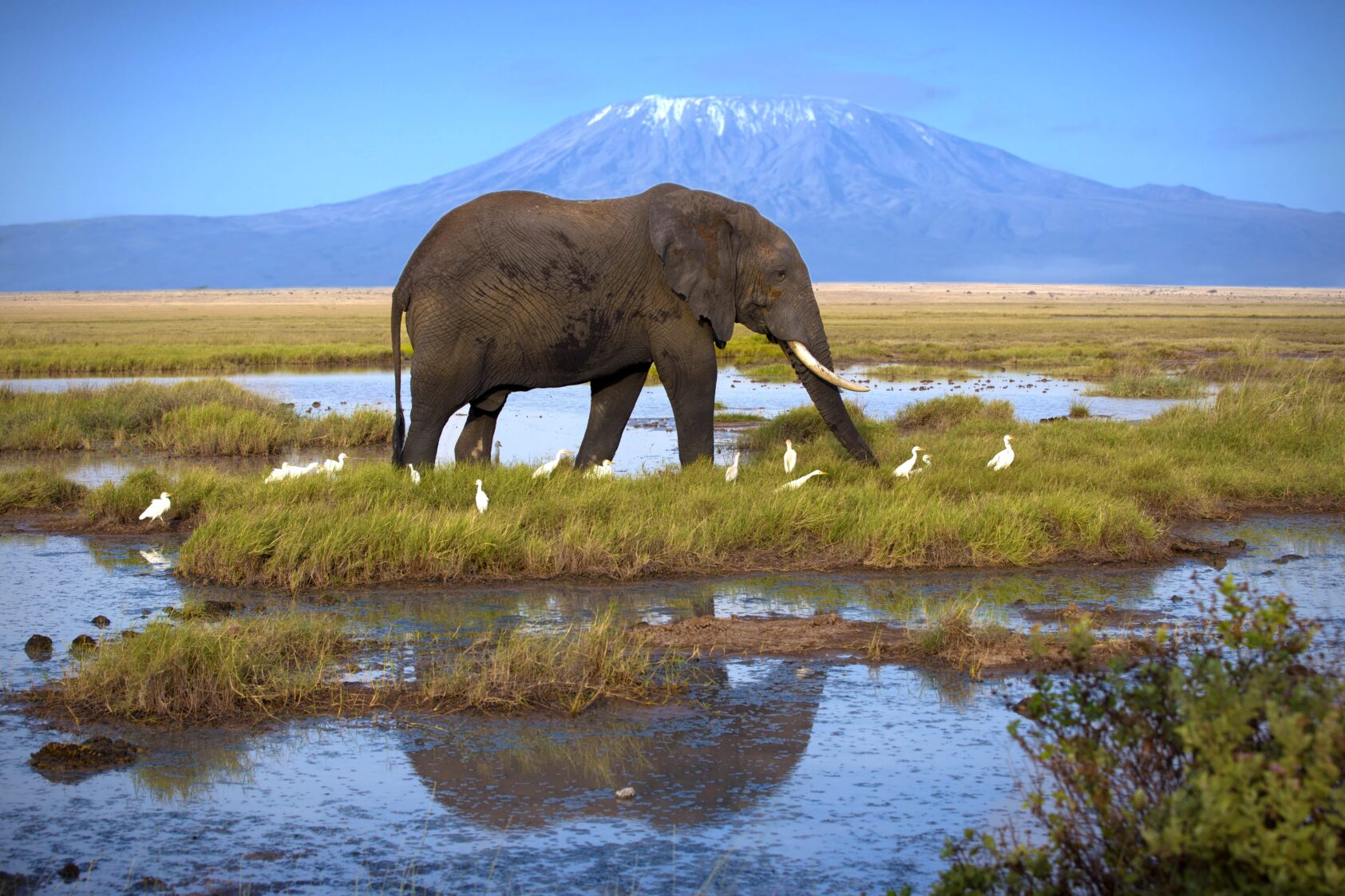 Elephant walking through river with Kilimanjaro backdrop