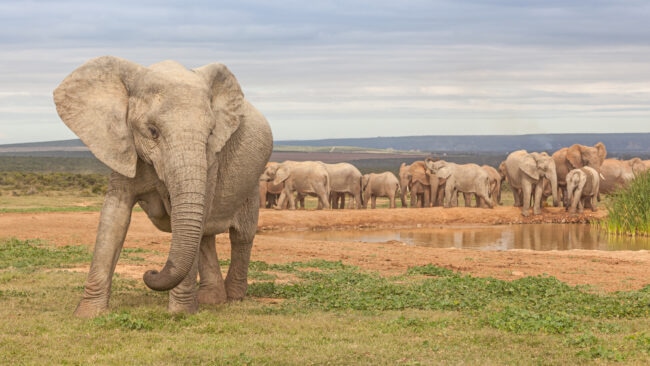 close up of an elephant standing on the grass behind a watering hole and other elephants
