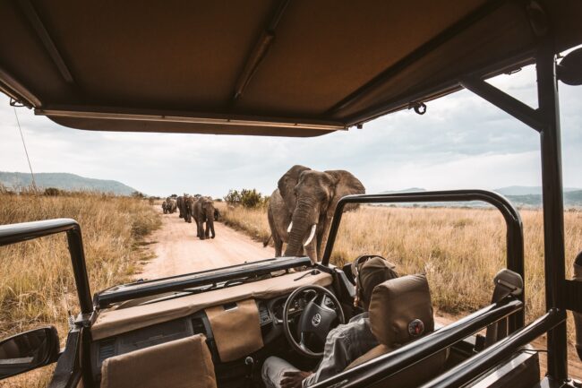 Herd of elephants walking towards safari vehicle