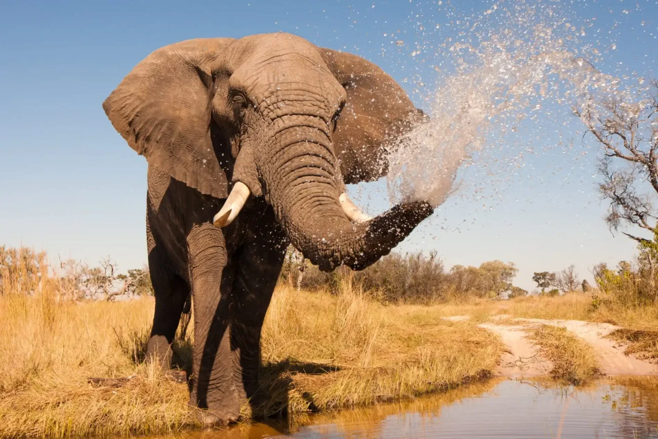 Elephant spraying water from the river