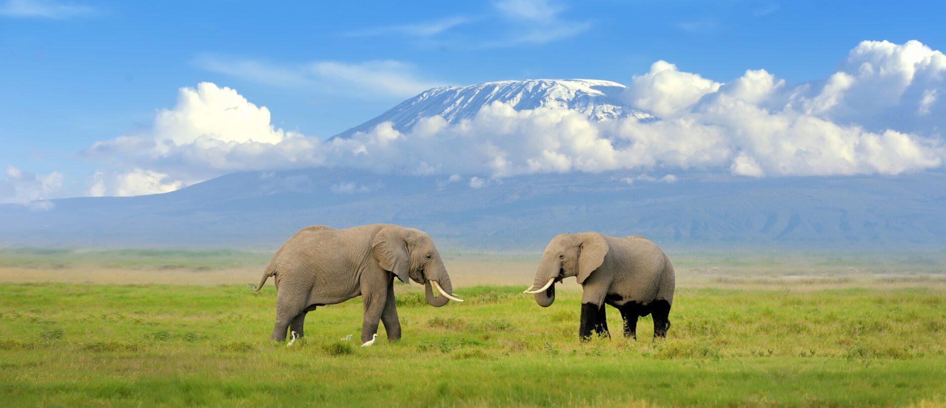 Two elephants stand in grasslands with Kilimanjaro in background