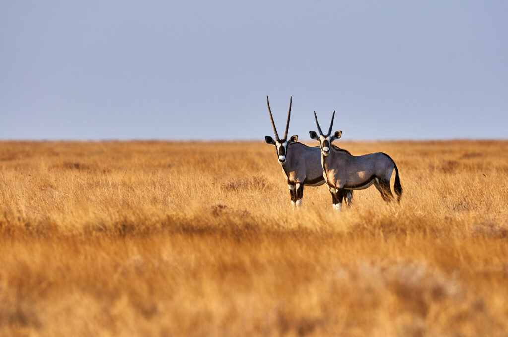 Gemsbok pair in grasslands