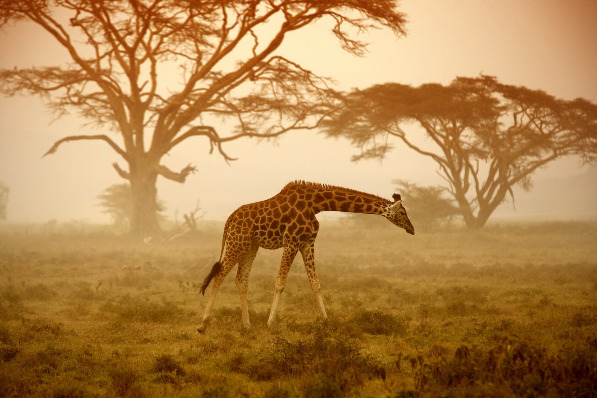 Giraffe walks in front of acacias on misty morning in east Africa.