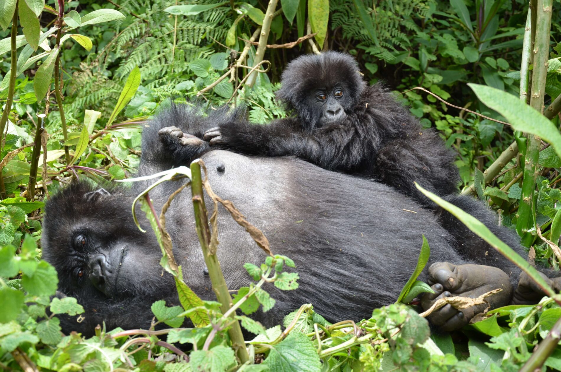 Mother gorilla lying with infant in lush Ugandan forest.