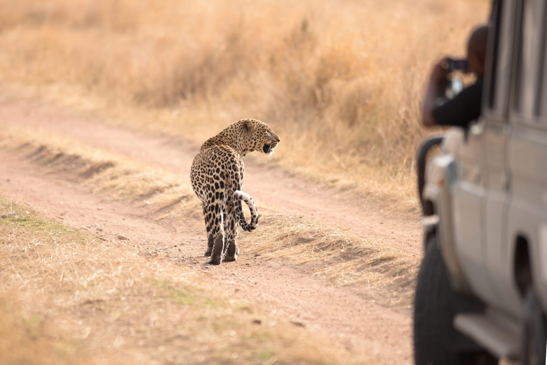 Daytime leopard sighting walking on dirt road in Kruger