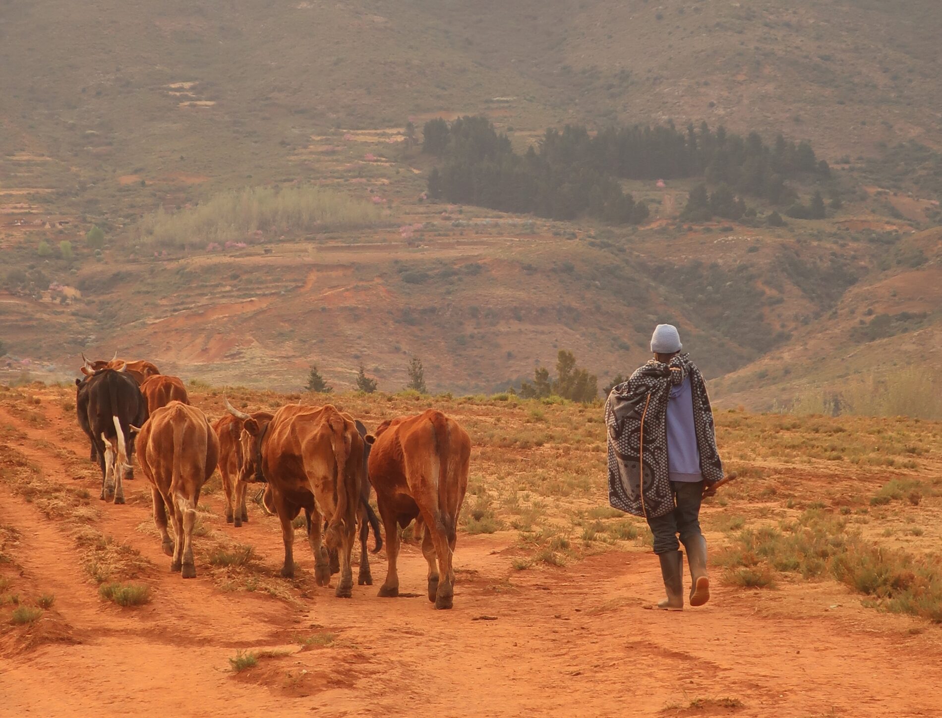 Lesotho shepherd herding cows along dusty brown road