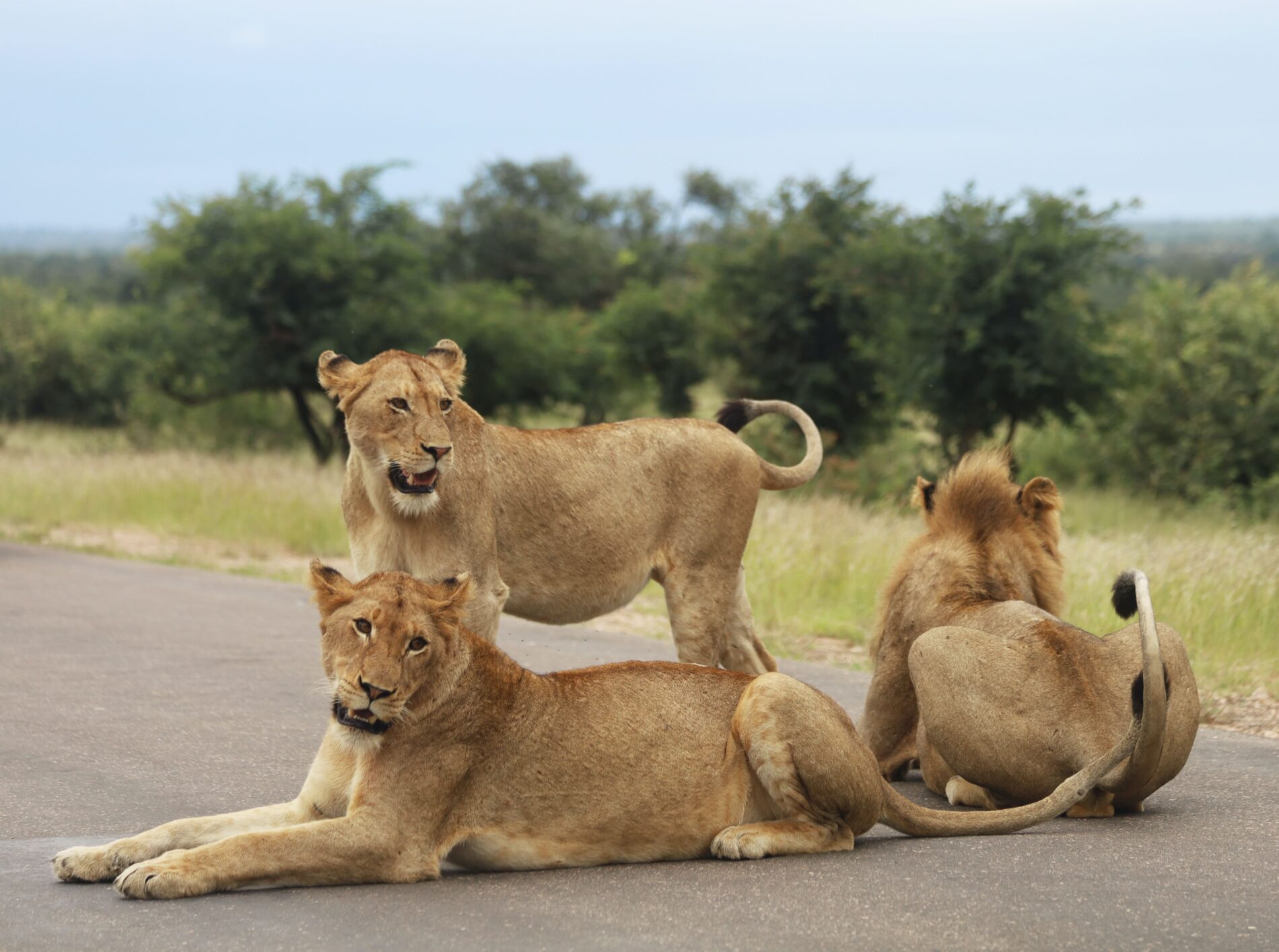 Three adolescent lion cubs blocking the road in Kruger