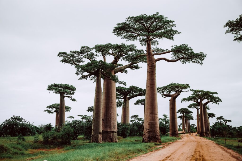 Baobabs in an overcast Madagascar