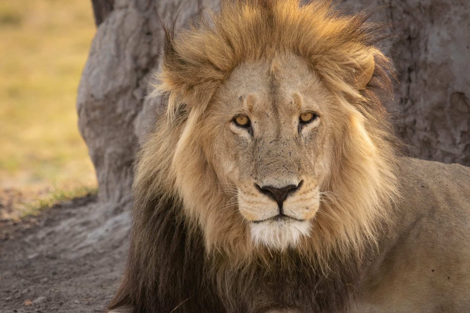 Close up of a lions face
