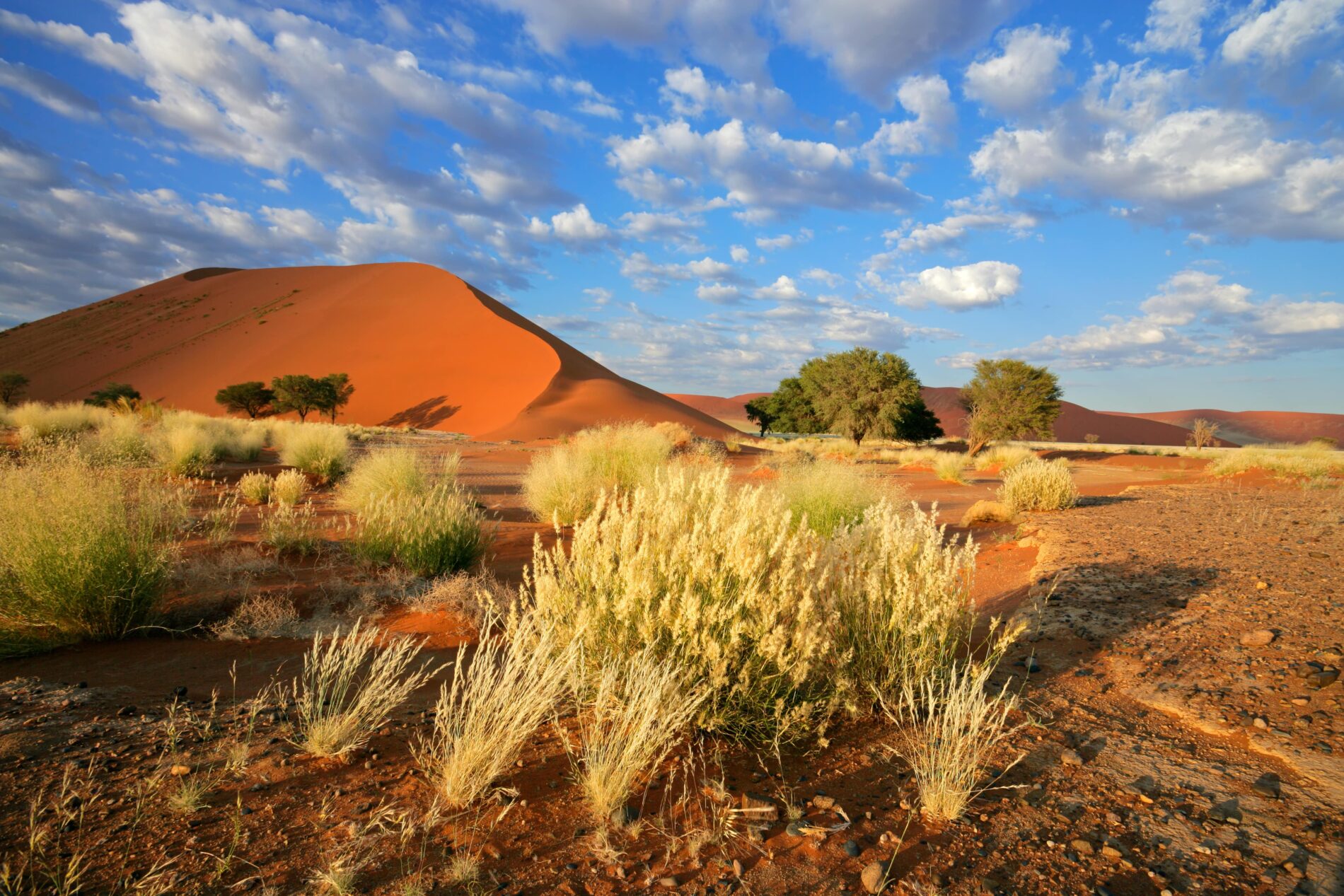 Vegetation in front of dune