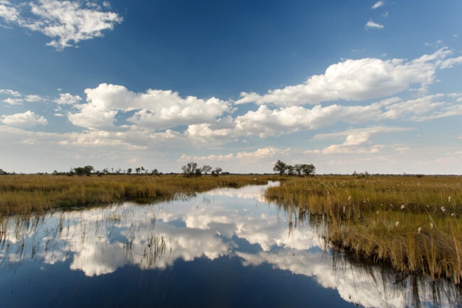 Okavango Delta (Moremi National Park) in Botswana, Africa